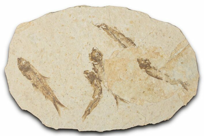Fossil Fish (Knightia) Mortality Plate - Wyoming #339001